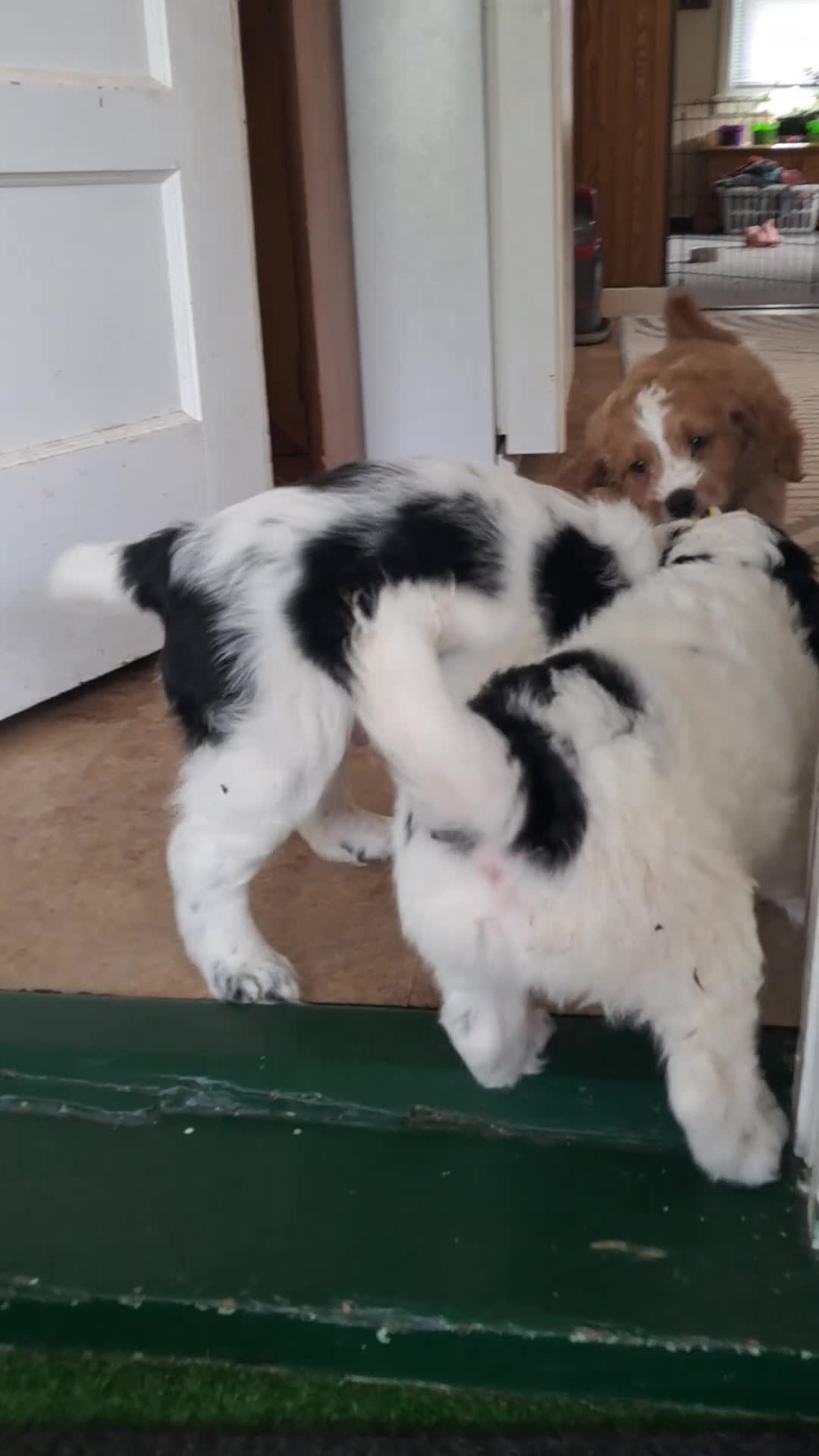 Double Doodle dogs for sale: Samson - Video 1