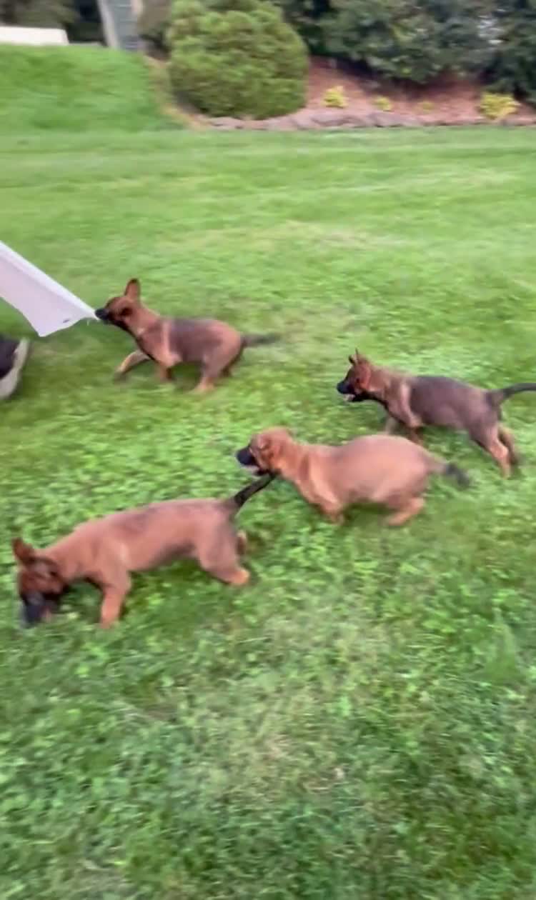 Belgian Malinois dogs for sale: Connie - Video 1