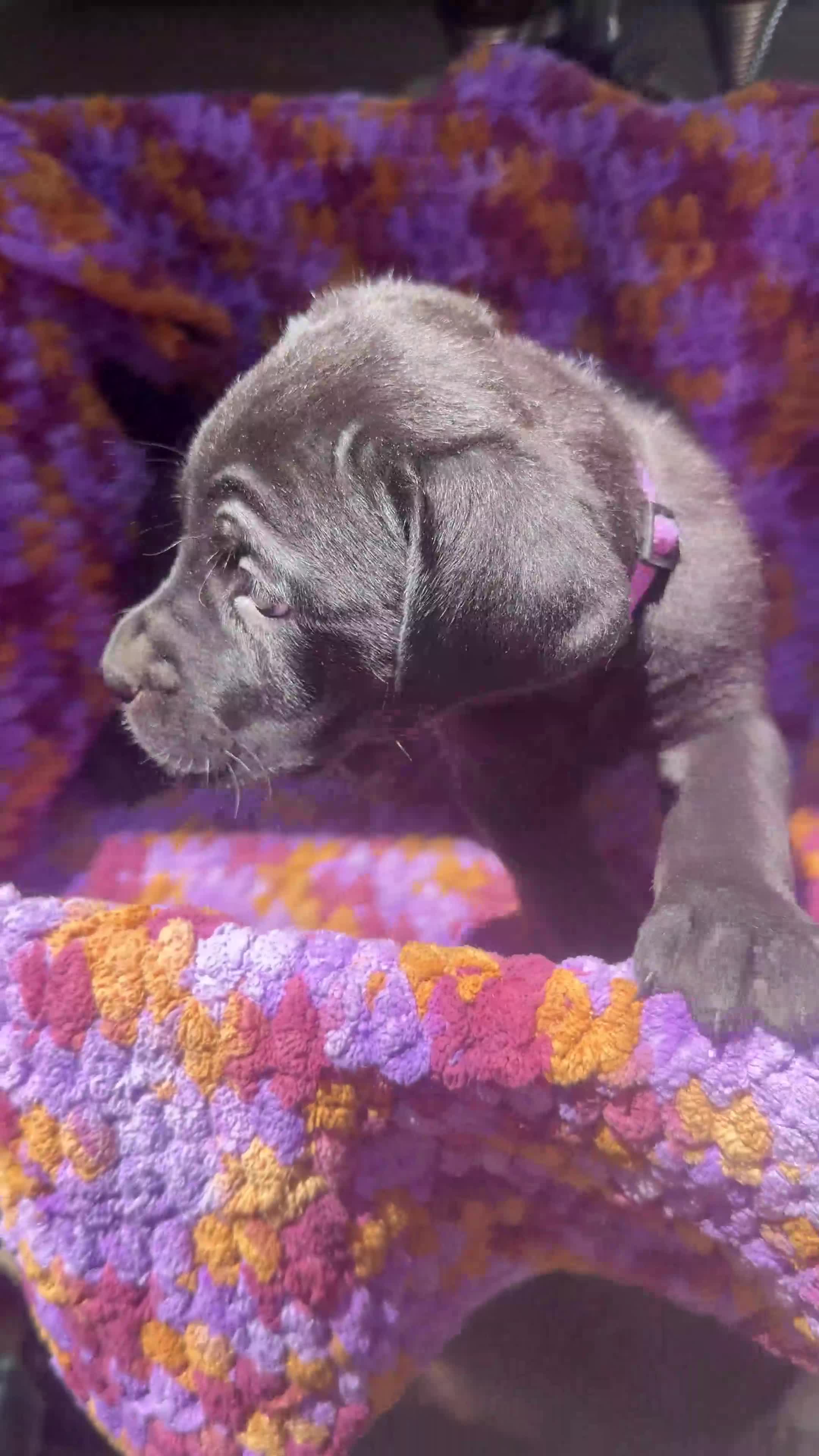 Cane Corso dogs for sale: Cane Corso Puppy Purple - Video 1