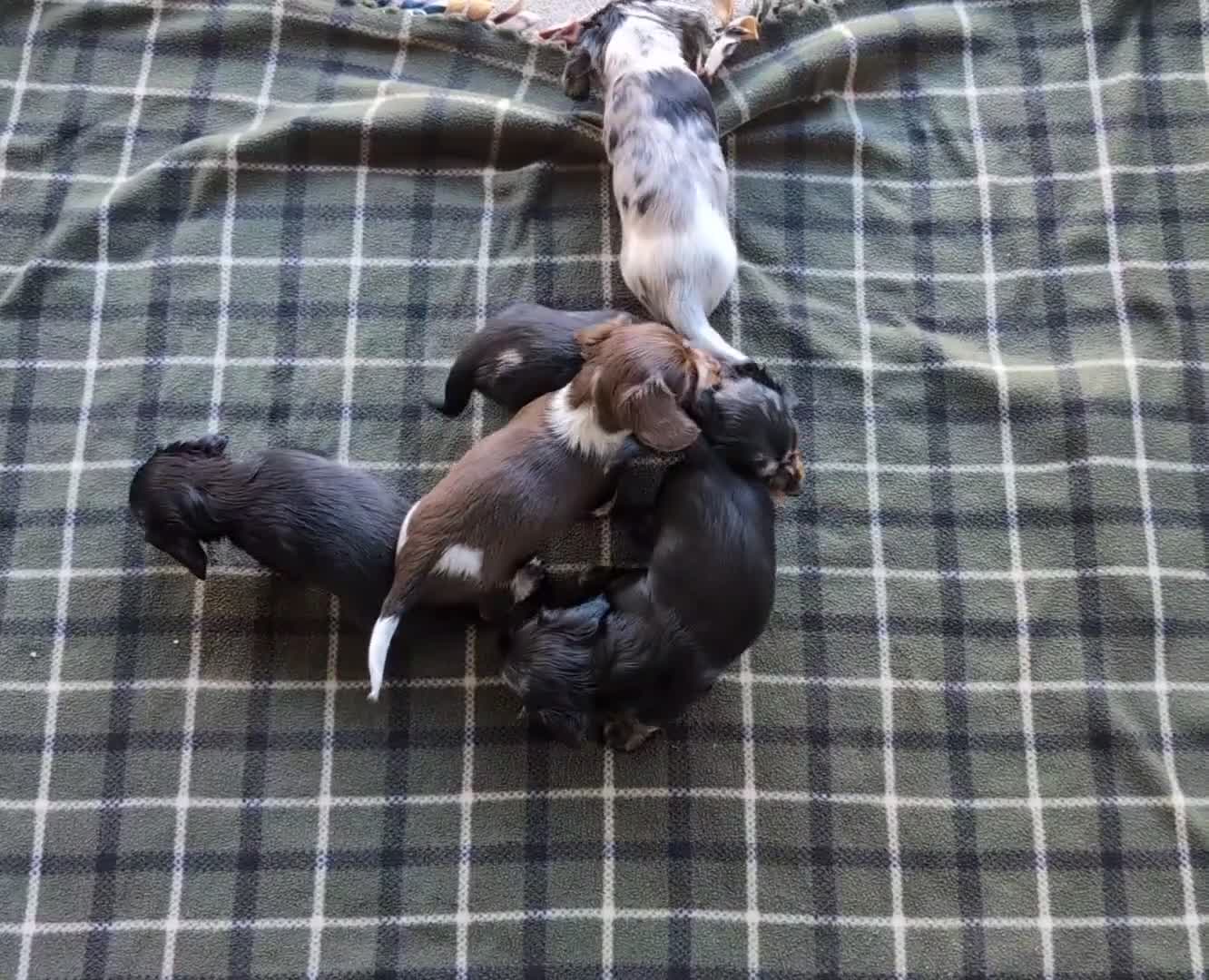 Dachshund dogs for sale: Tinker  - Video 1