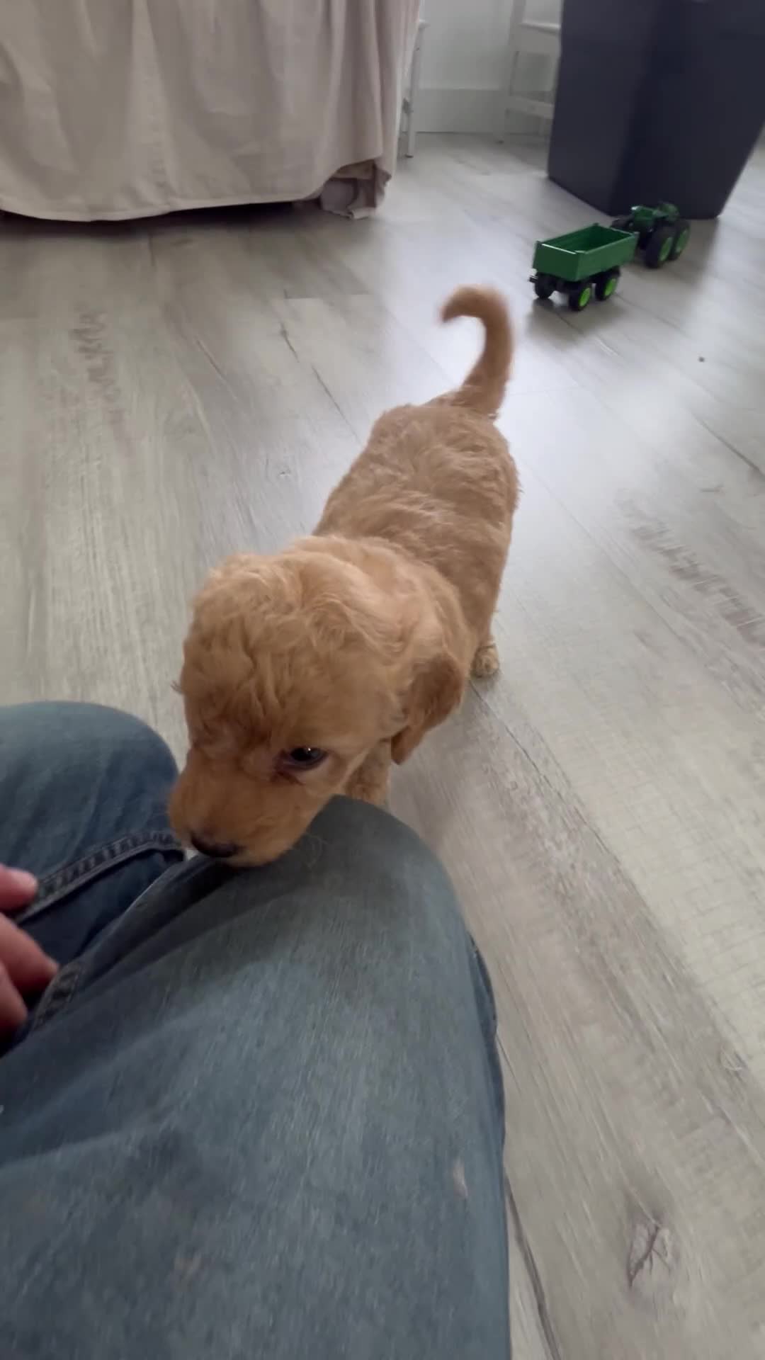 Mini Goldendoodle dogs for sale: Champ - Video 1