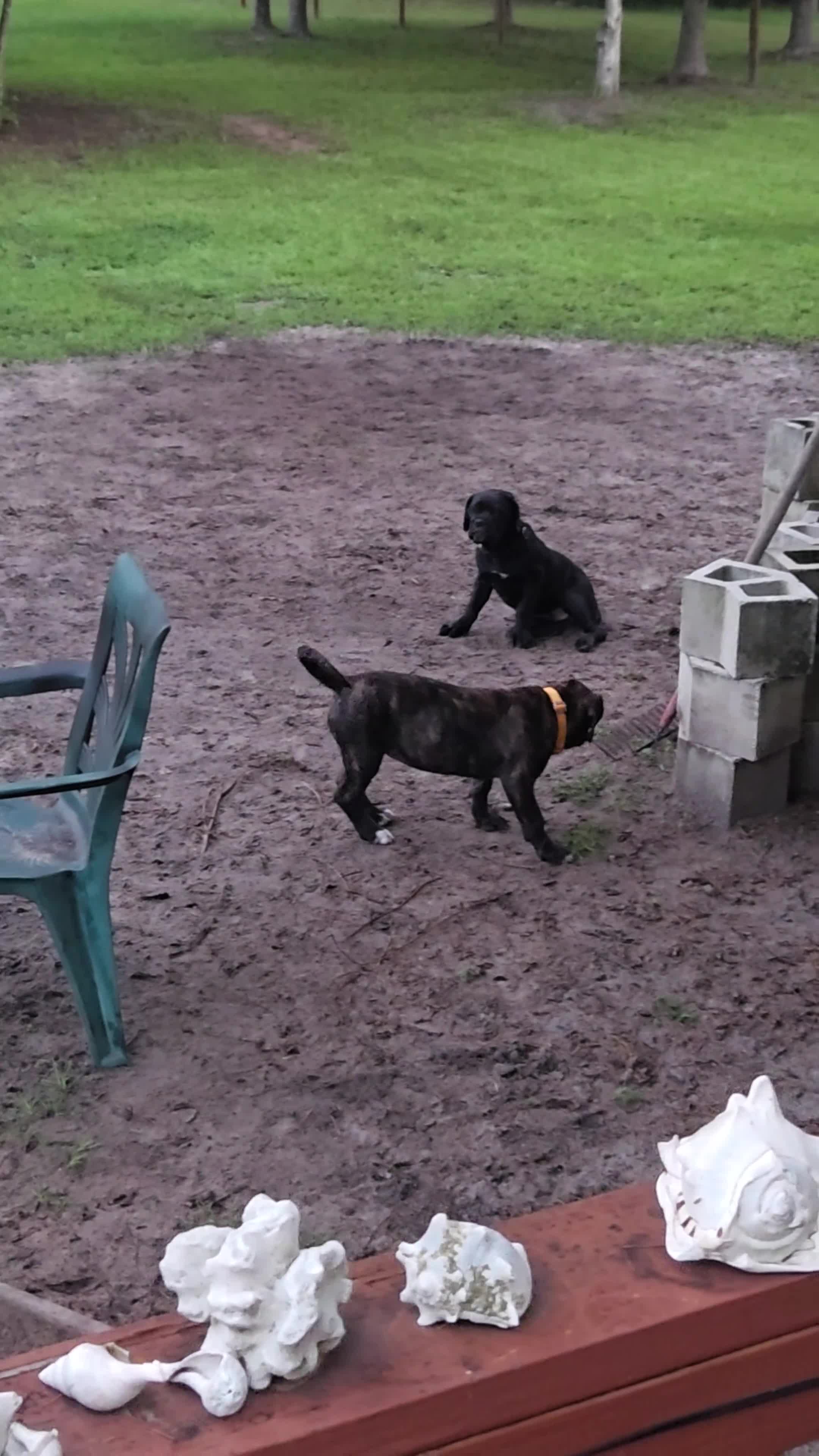 Cane Corso dogs for sale: Cane Corso 4 - Video 1