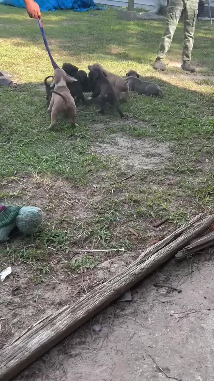 American Pit Bull Terrier dogs for sale: American Pit Bull Terrier 6 - Video 2