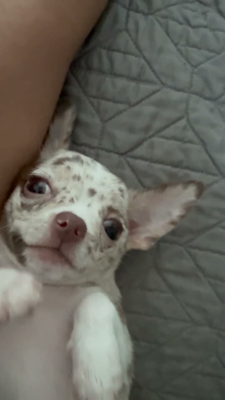 Chihuahua dogs for sale: Molly - Video 1