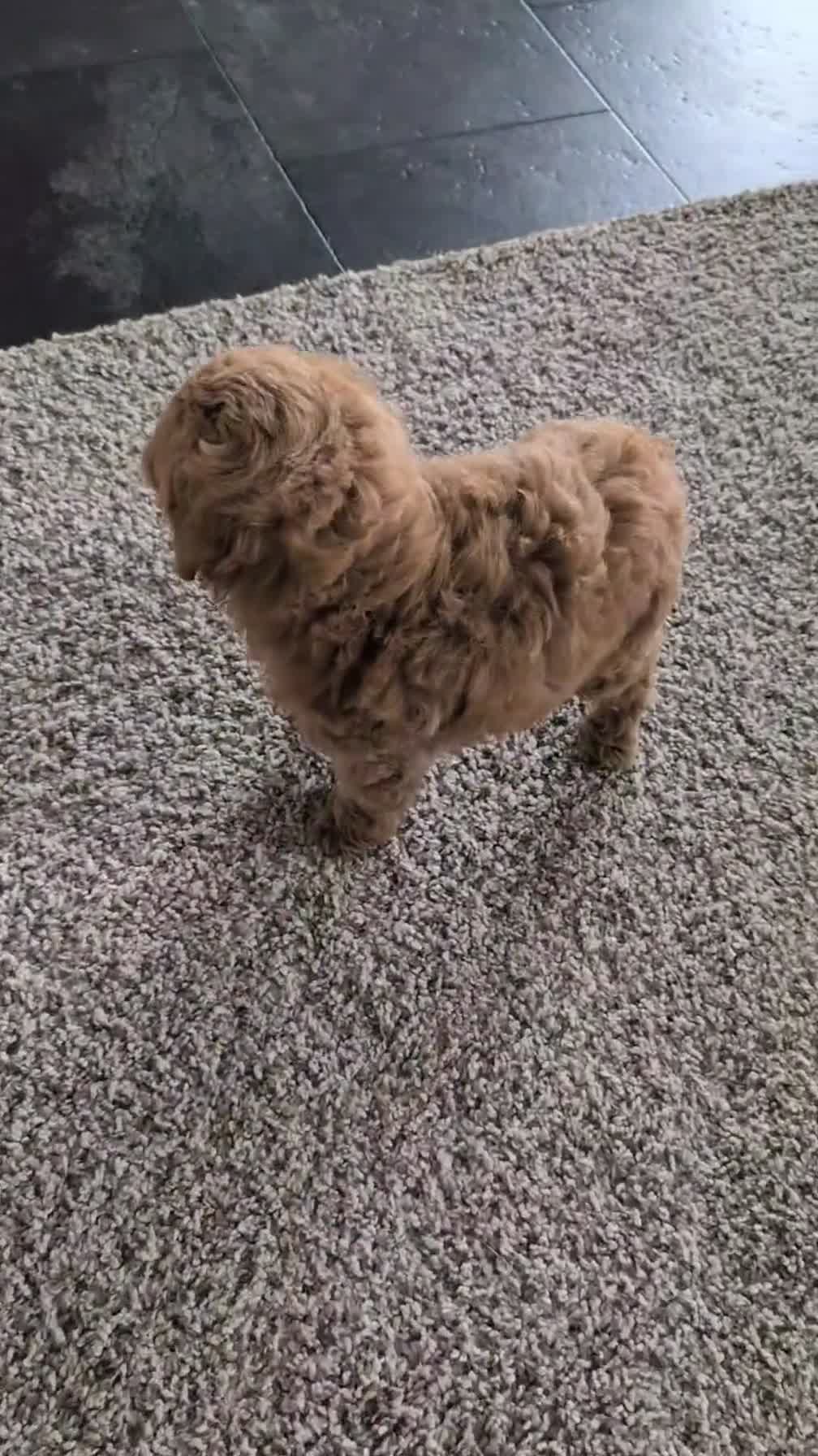 Mini Goldendoodle dogs for sale: Lyla - Video 3