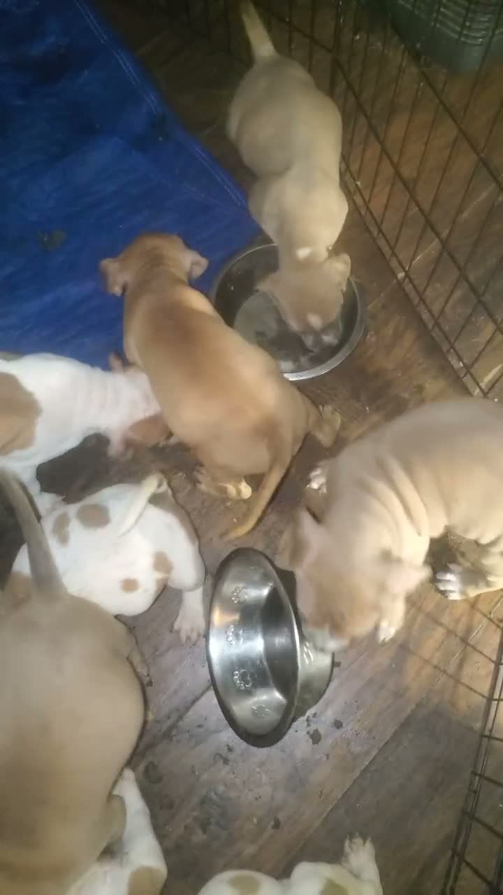 American Pit Bull Terrier dogs for sale: American Pit Bull Terrier  - Video 1