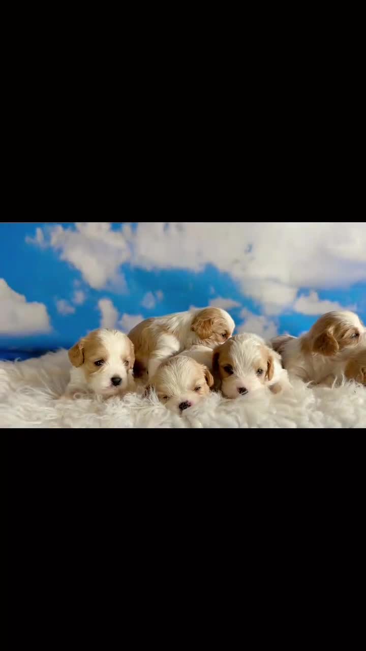 Cavapoo dogs for sale: Chipotle - Video 1