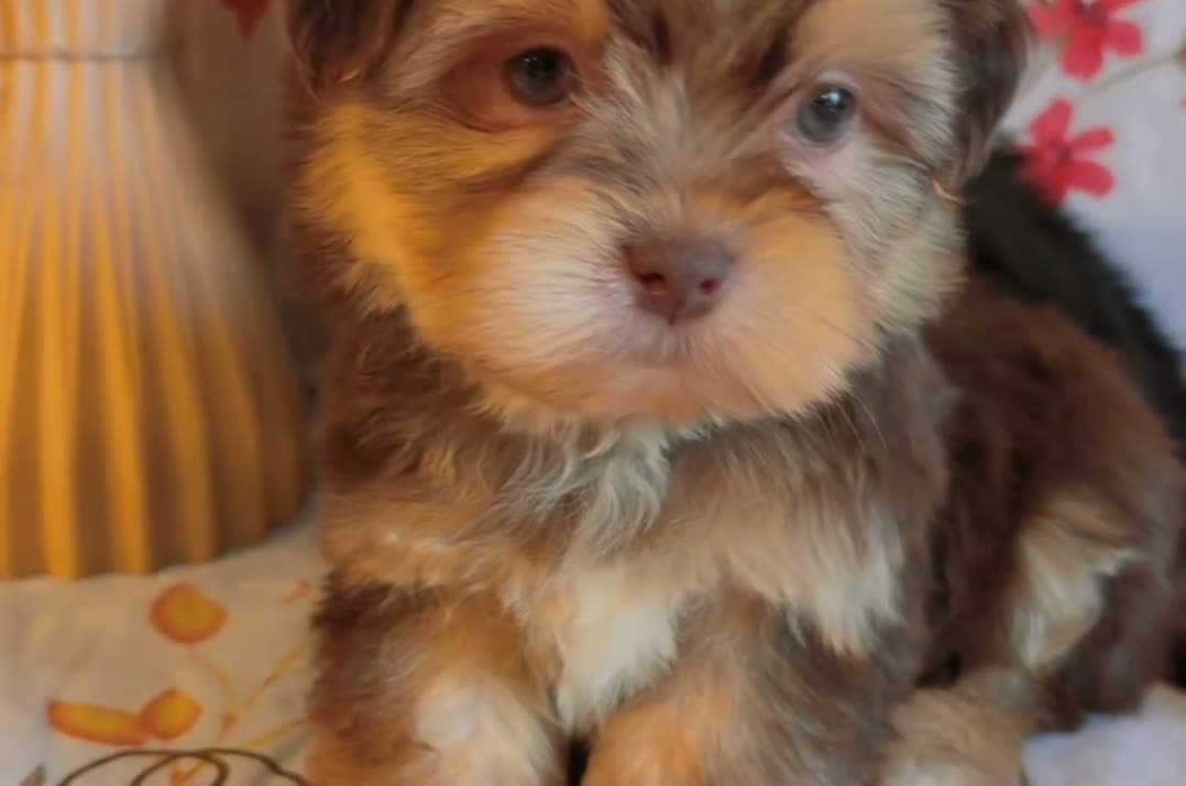 Shorkie dogs for sale: Shorkie 3 - Video 1