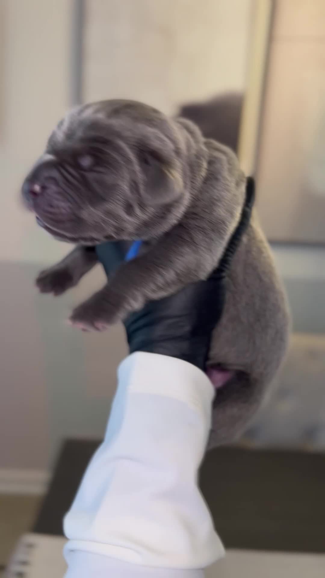 Cane Corso dogs for sale: Saber  - Video 1