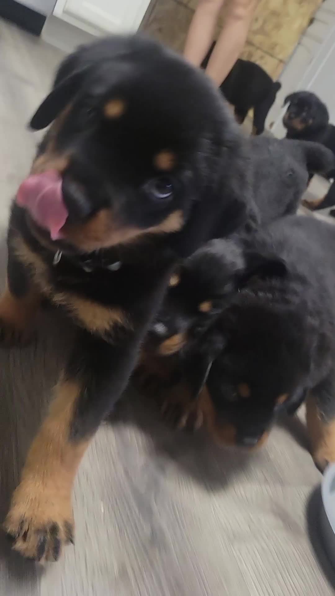 Rottweiler dogs for sale: Rottweiler Male-D.Green- sold - Video 1
