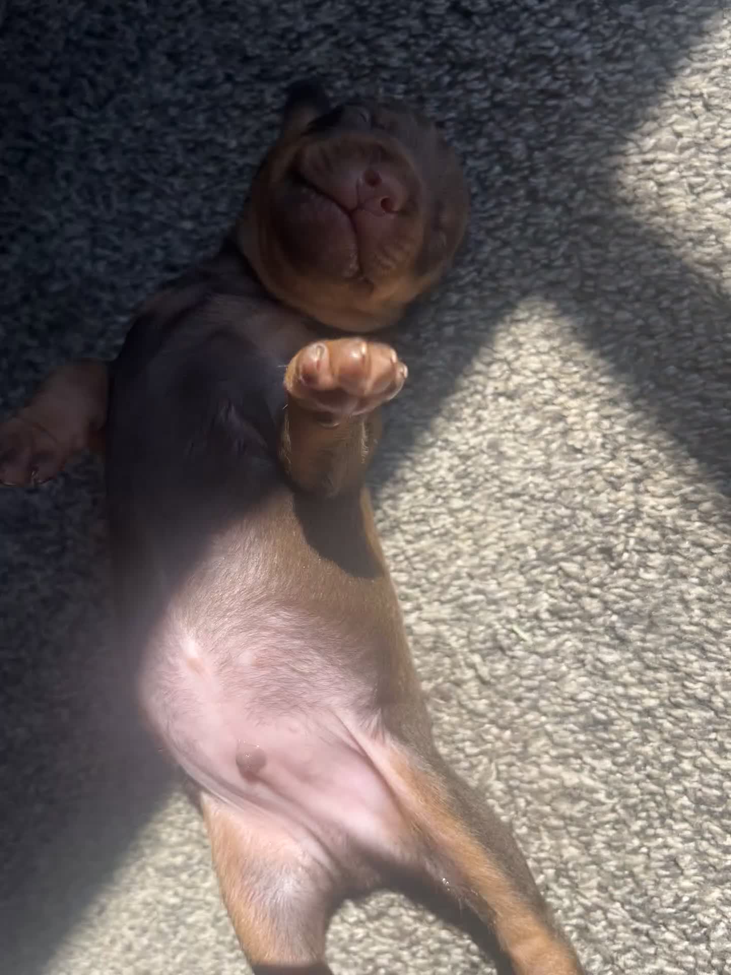 Miniature Pinscher dogs for sale: Miniature Pinscher 1 - Video 1