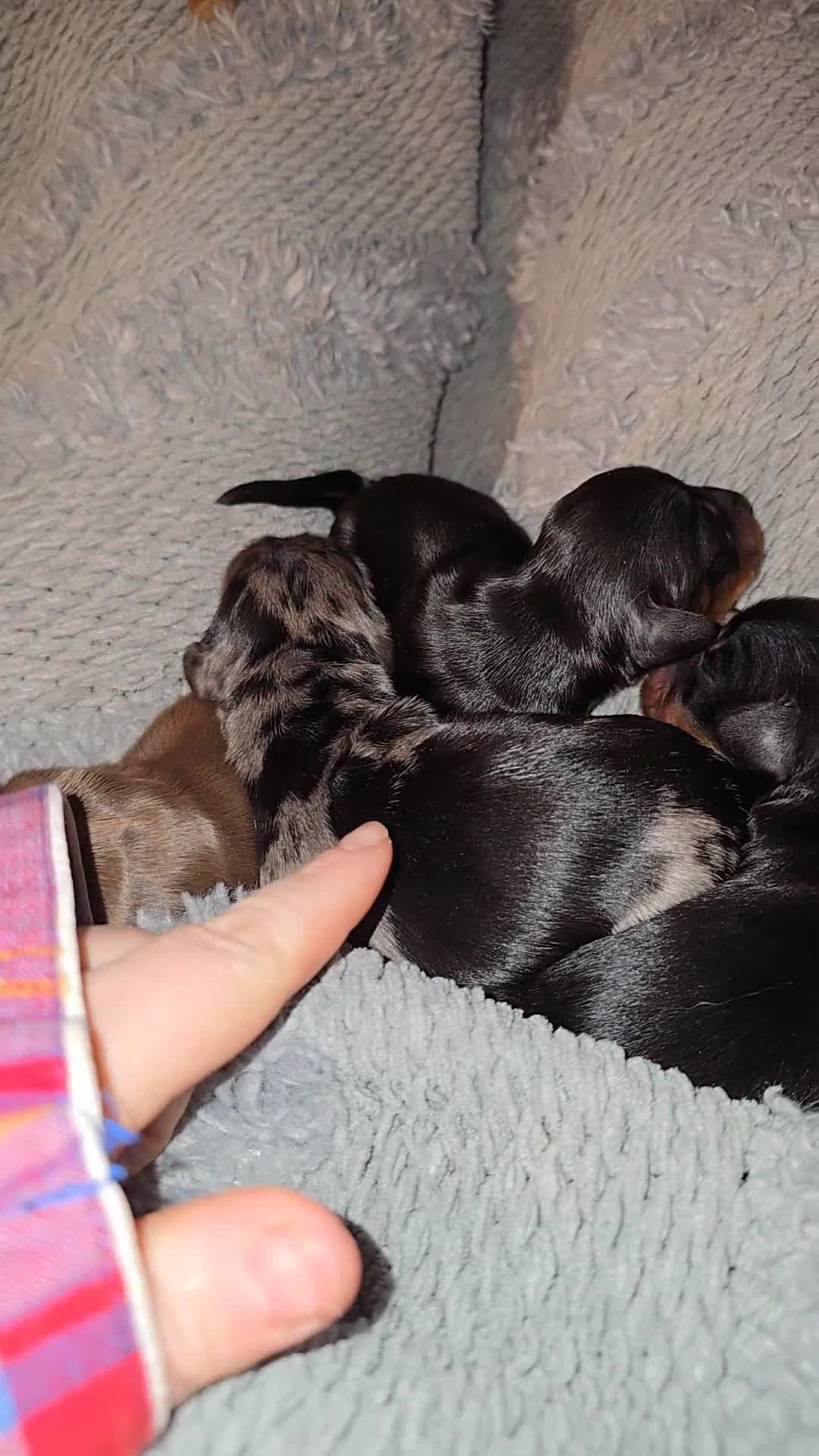 Mixed Breed dogs for sale: Lily - Video 3