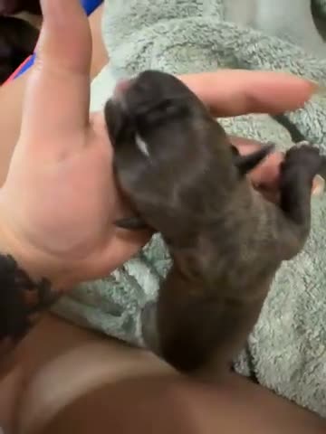 Mixed Breed dogs for sale: Poseidon - Video 1