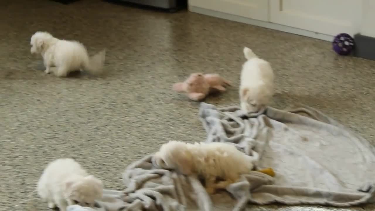 Bichon Frise dogs for sale: Kipper - Video 1