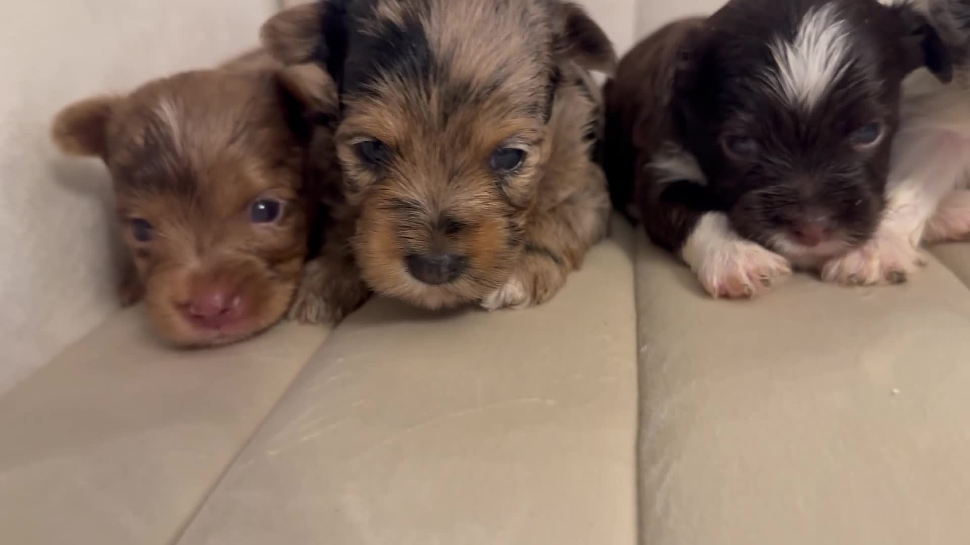 Yorkshire Terrier dogs for sale: Nala - Video 1