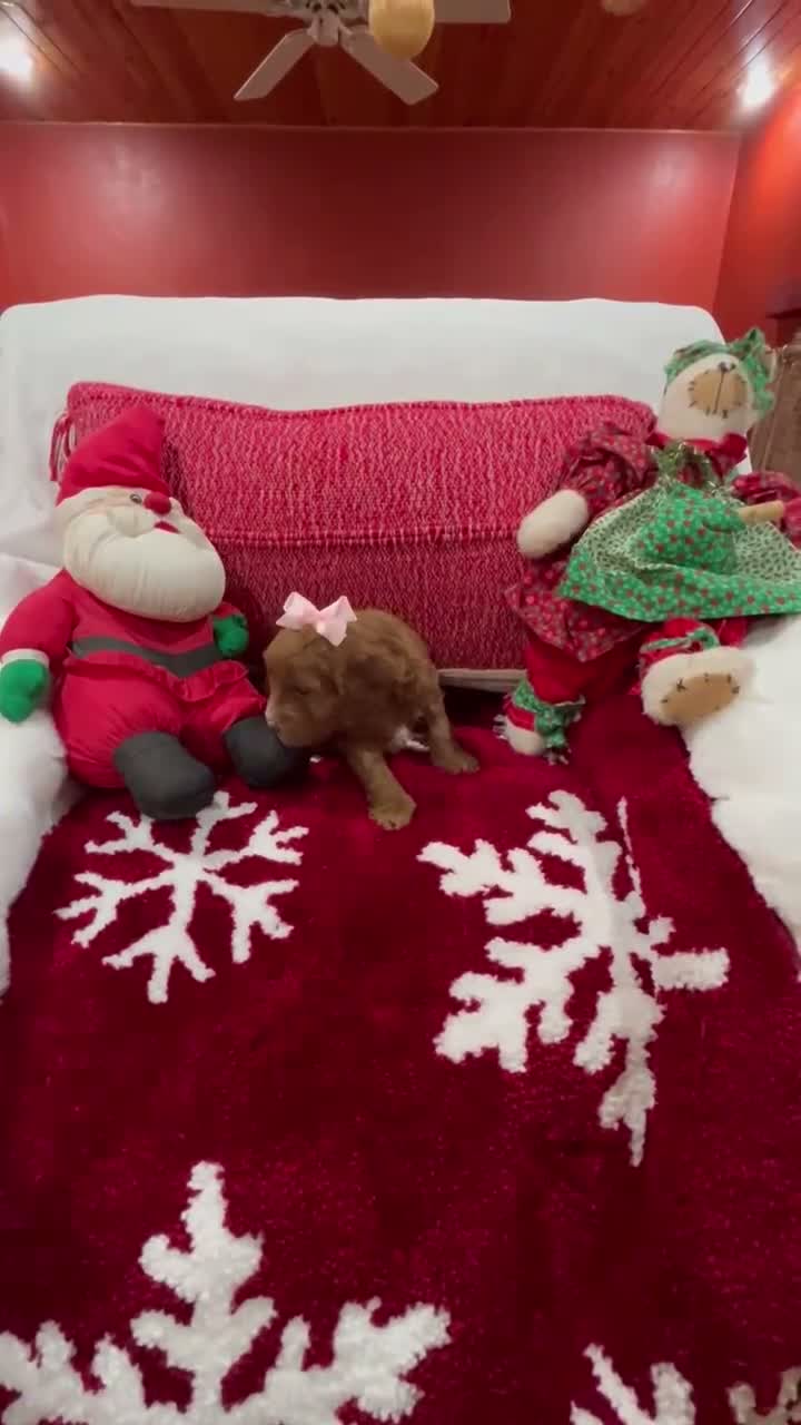 Mini Goldendoodle dogs for sale: Petite Mini Goldendoodle Muffin - Video 1