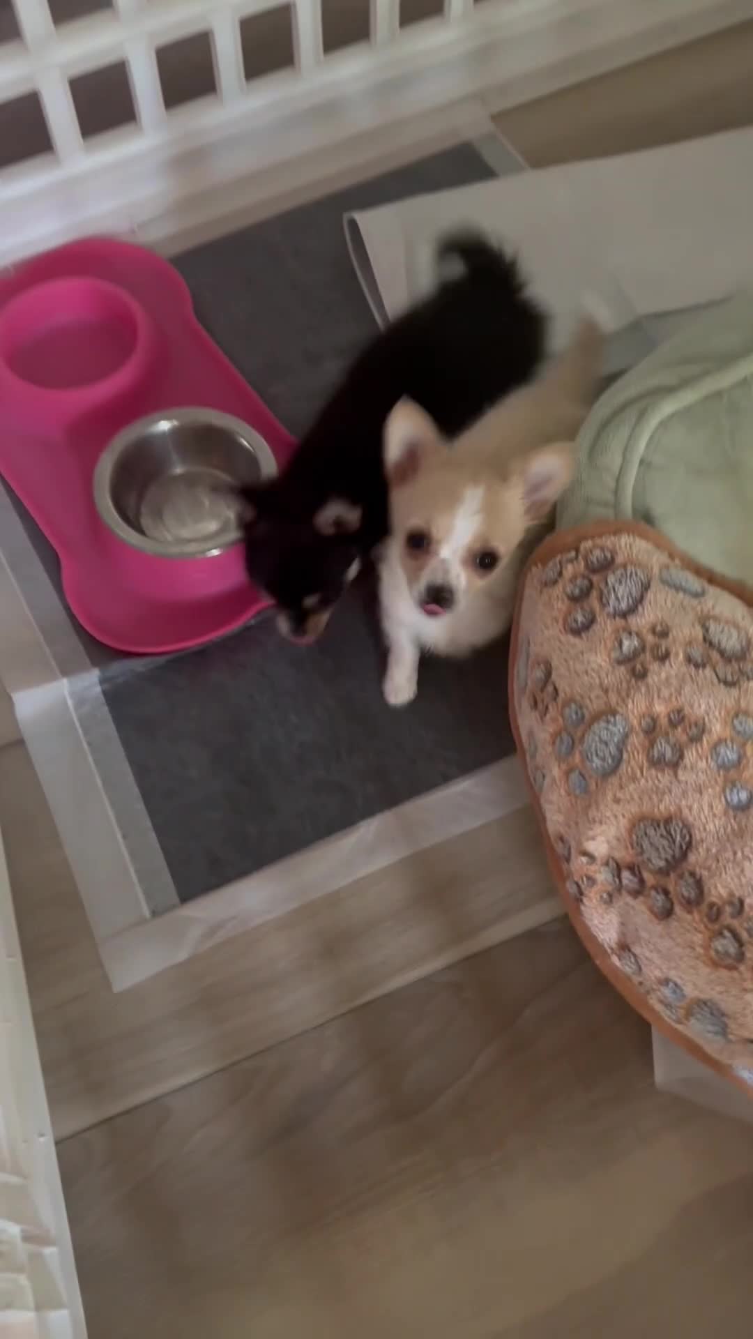 Chihuahua dogs for sale: AKC Luna - Video 1