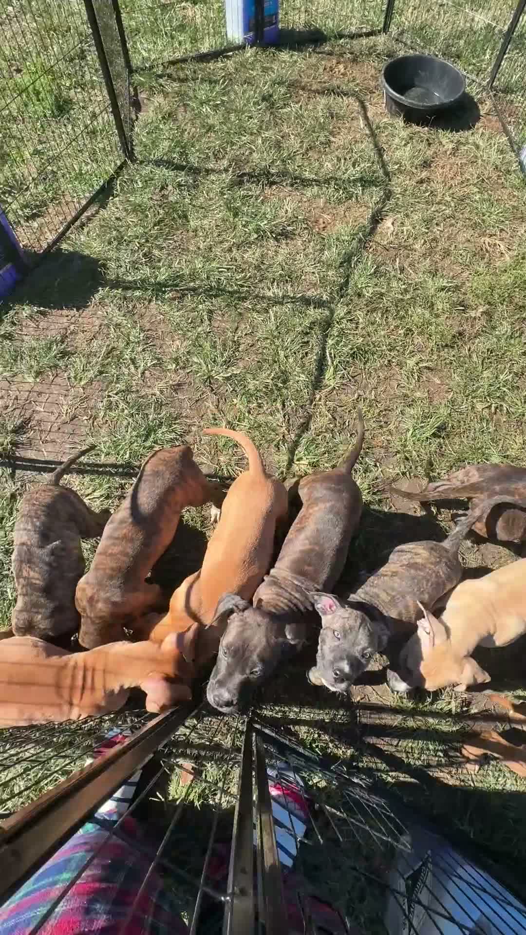 Mixed Breed dogs for sale: Patches  - Video 1