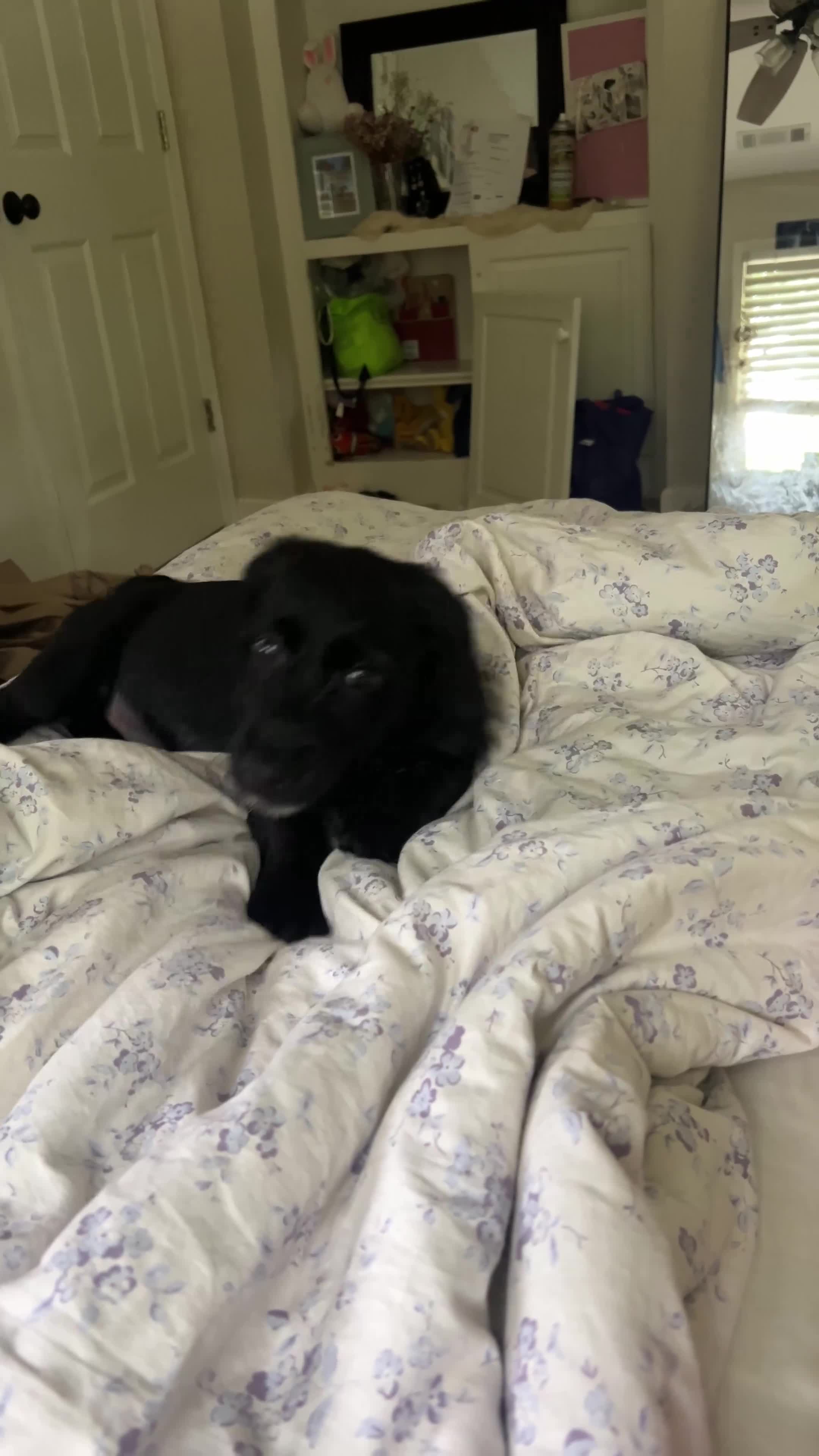 Mixed Breed dogs for sale: Kiara - Video 1
