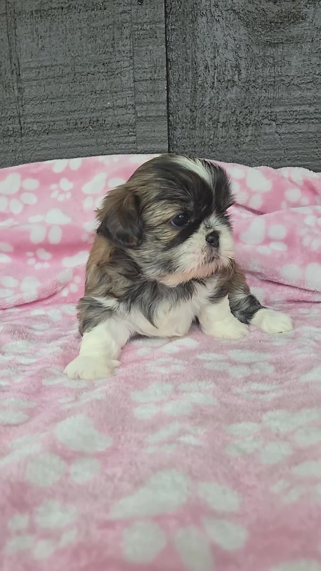 Mixed Breed dogs for sale: Shinese Daisy Duke - Video 1