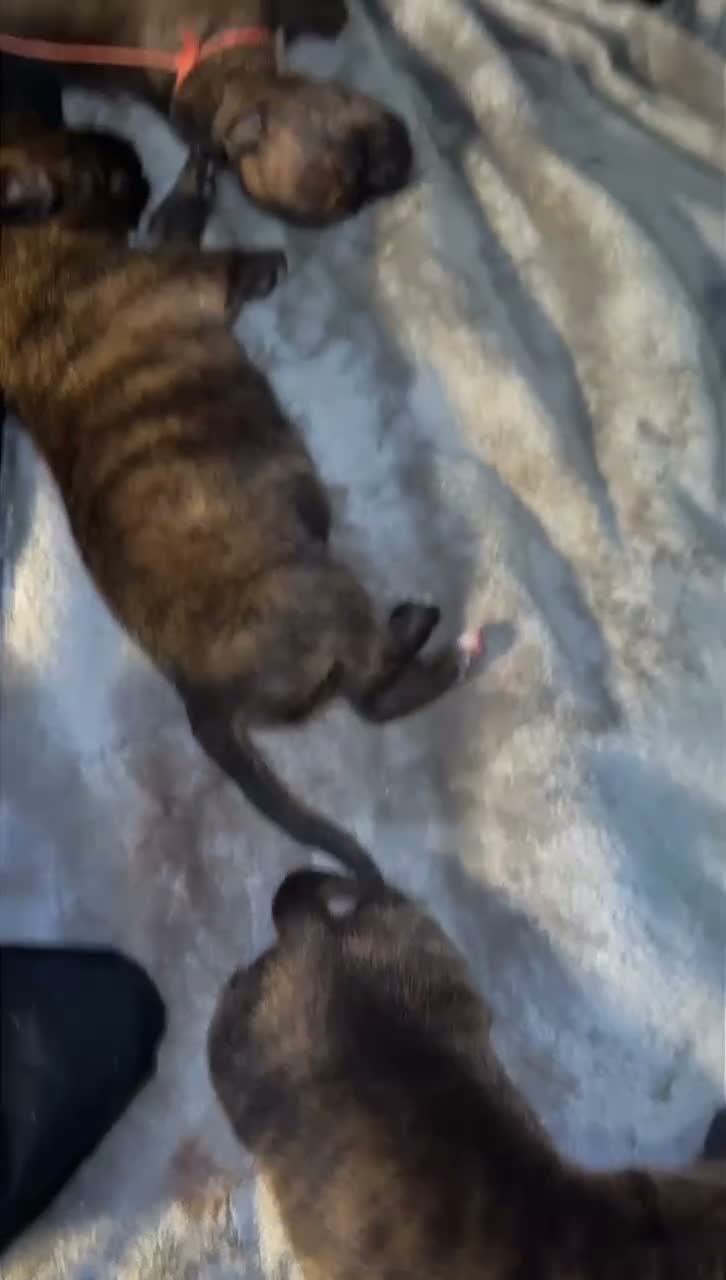 Mixed Breed dogs for sale: Mixed Breed 1 - Video 8