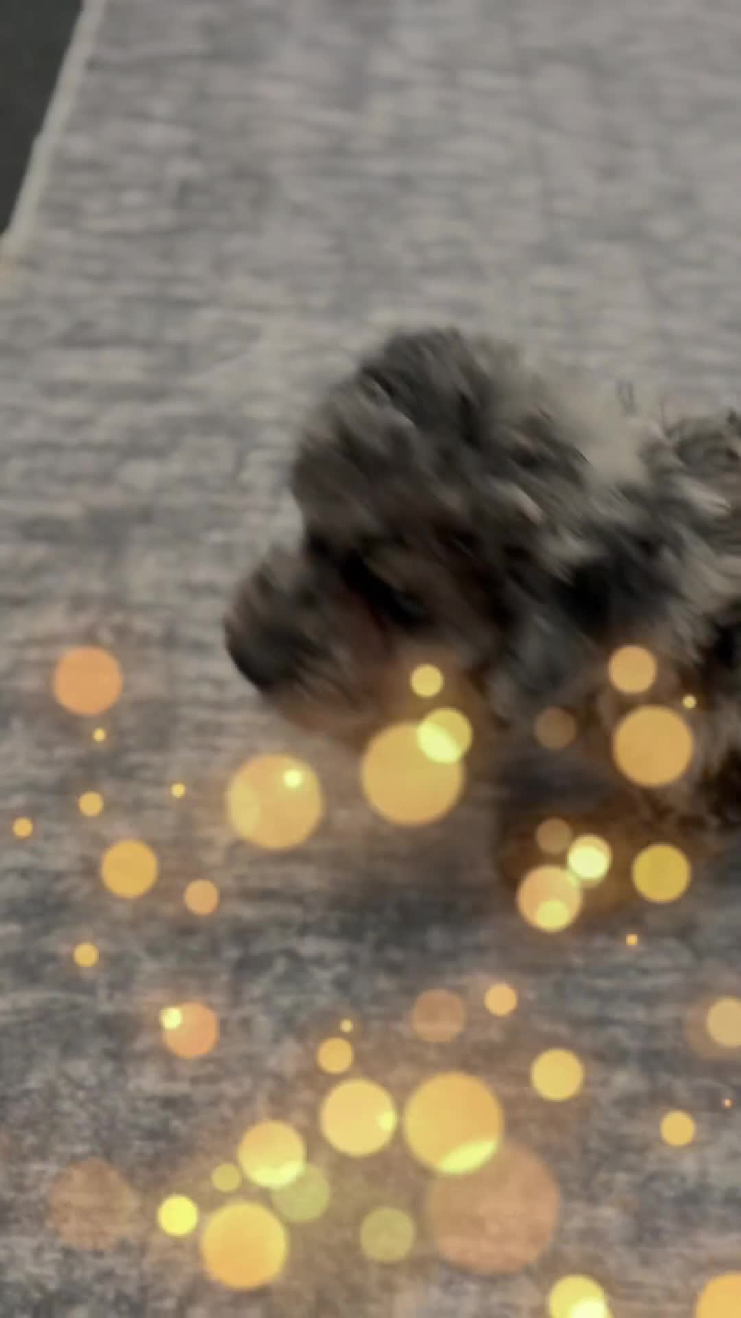 Standard Poodle dogs for sale: Levi - Video 1