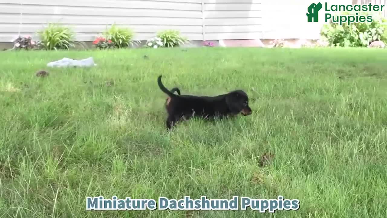 Miniature Dachshund dogs for sale: Tootsie - Video 1