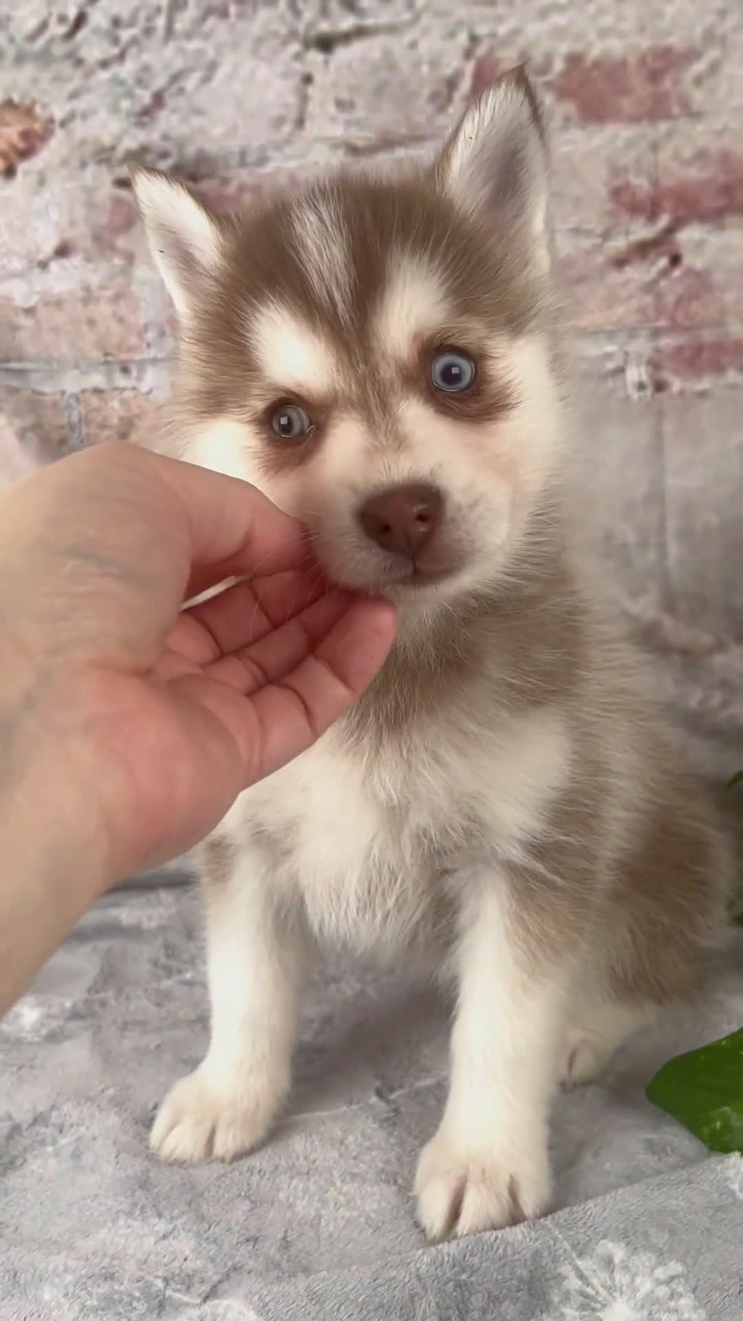 Pomsky dogs for sale: Geneva - Video 1