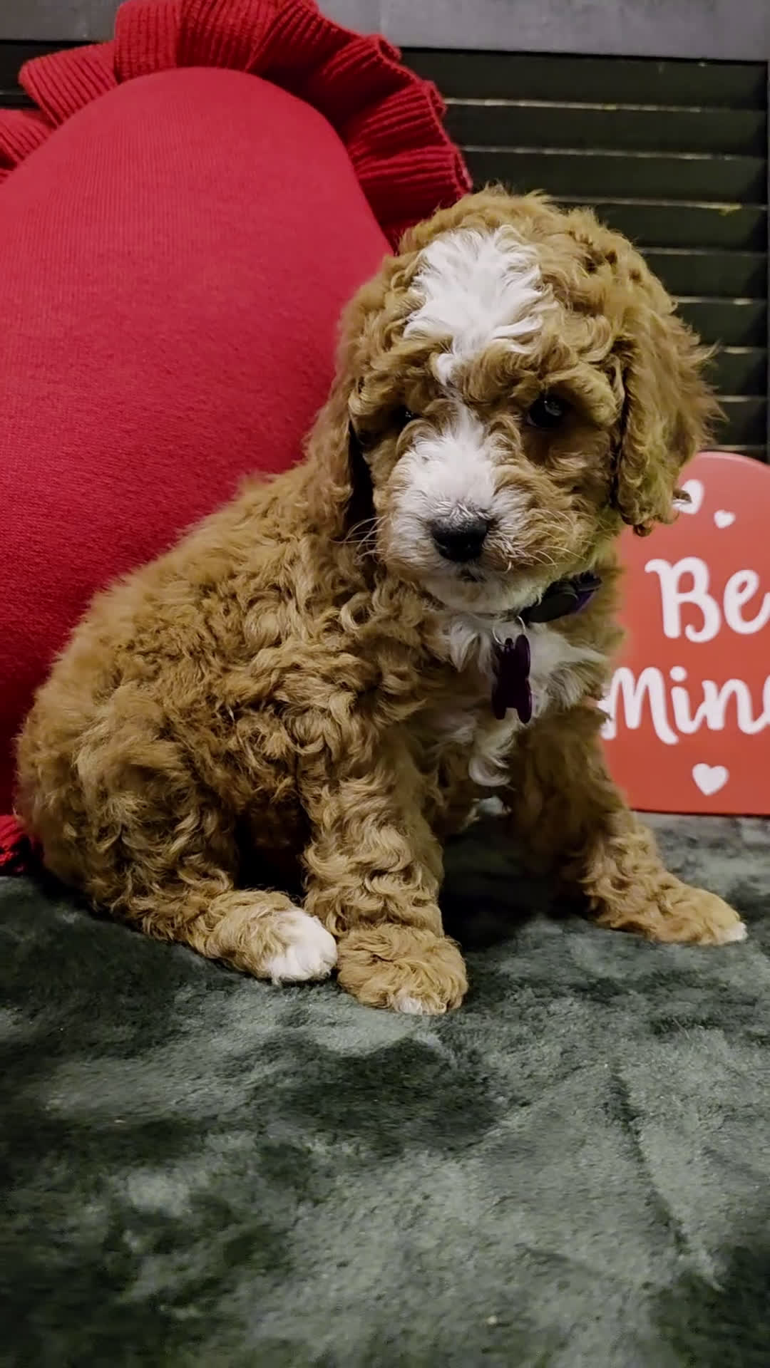 Mini Bernedoodle dogs for sale: Star - Video 1