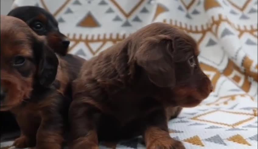 Miniature Dachshund dogs for sale: Nitro - Video 1