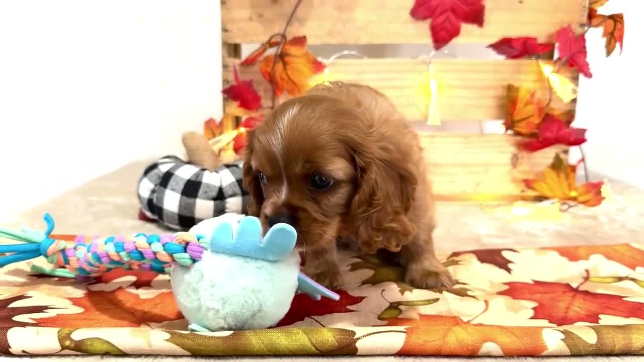 Cavalier King Charles Spaniel dogs for sale: Jimmie - Video 1
