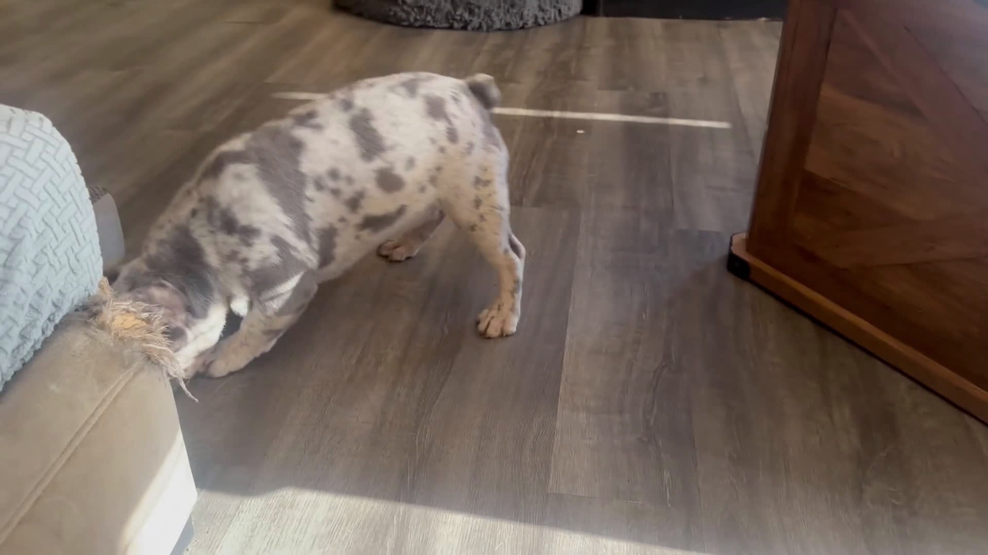 French Bulldog dogs for sale: French Bulldog Puppy 2 - Video 1