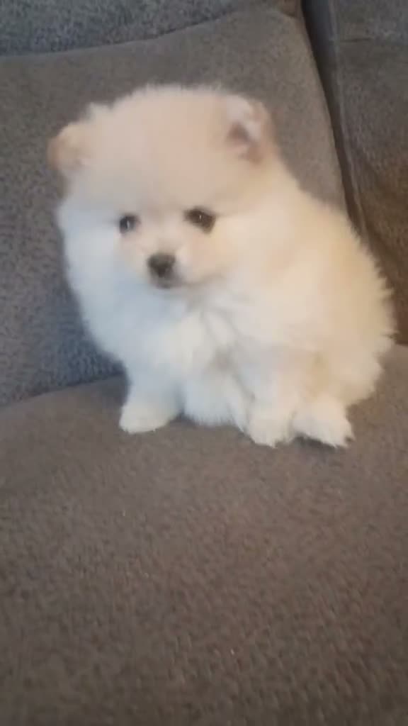 Pomeranian dogs for sale: BEAR FACE BELLA  - Video 3