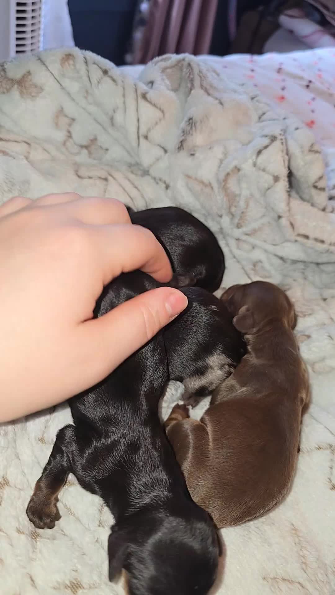 Mixed Breed dogs for sale: Lily - Video 4