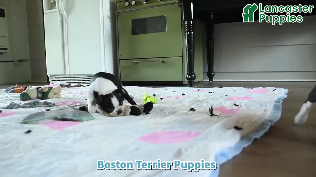 Boston Terrier dogs for sale: Winston - Video 1