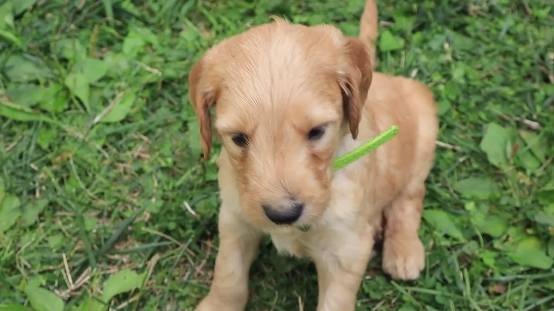 Goldendoodle dogs for sale: Noah - Video 6
