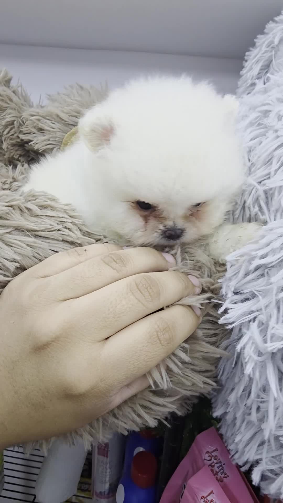 Pomeranian dogs for sale: Pomeranian nieve  - Video 3