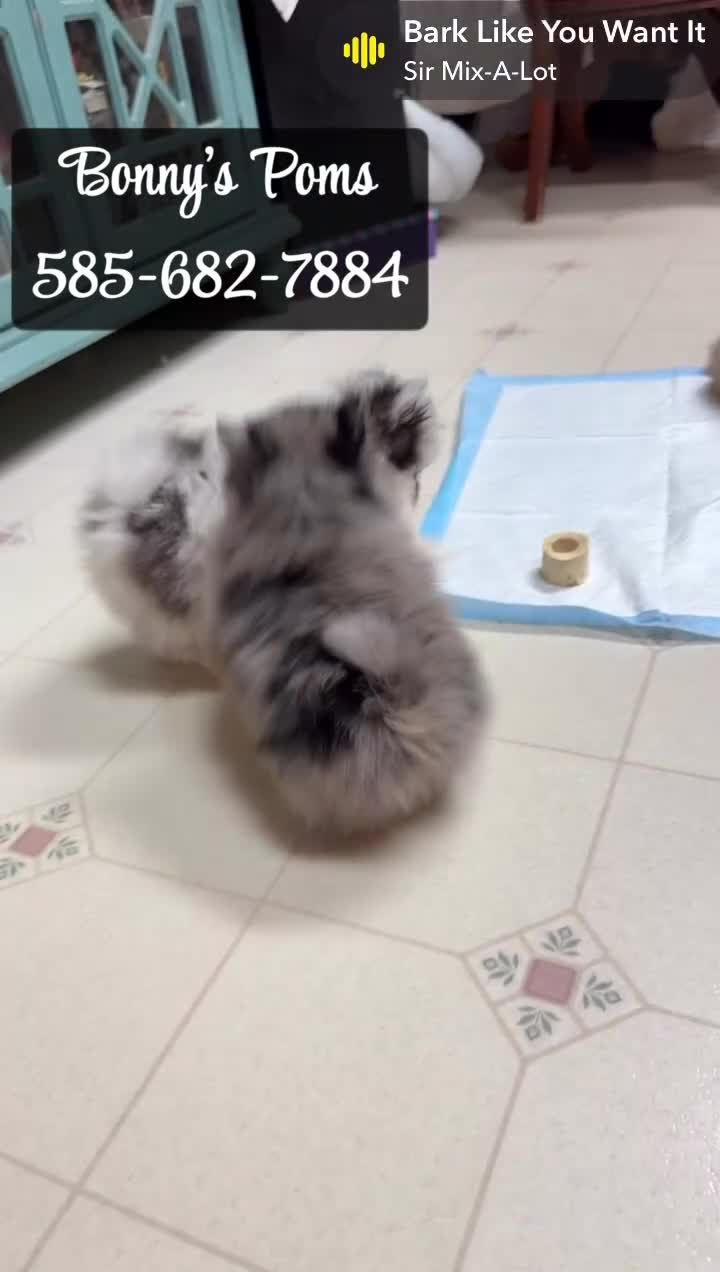 Pomeranian dogs for sale: Charlie-  Parti  Pom - Video 1