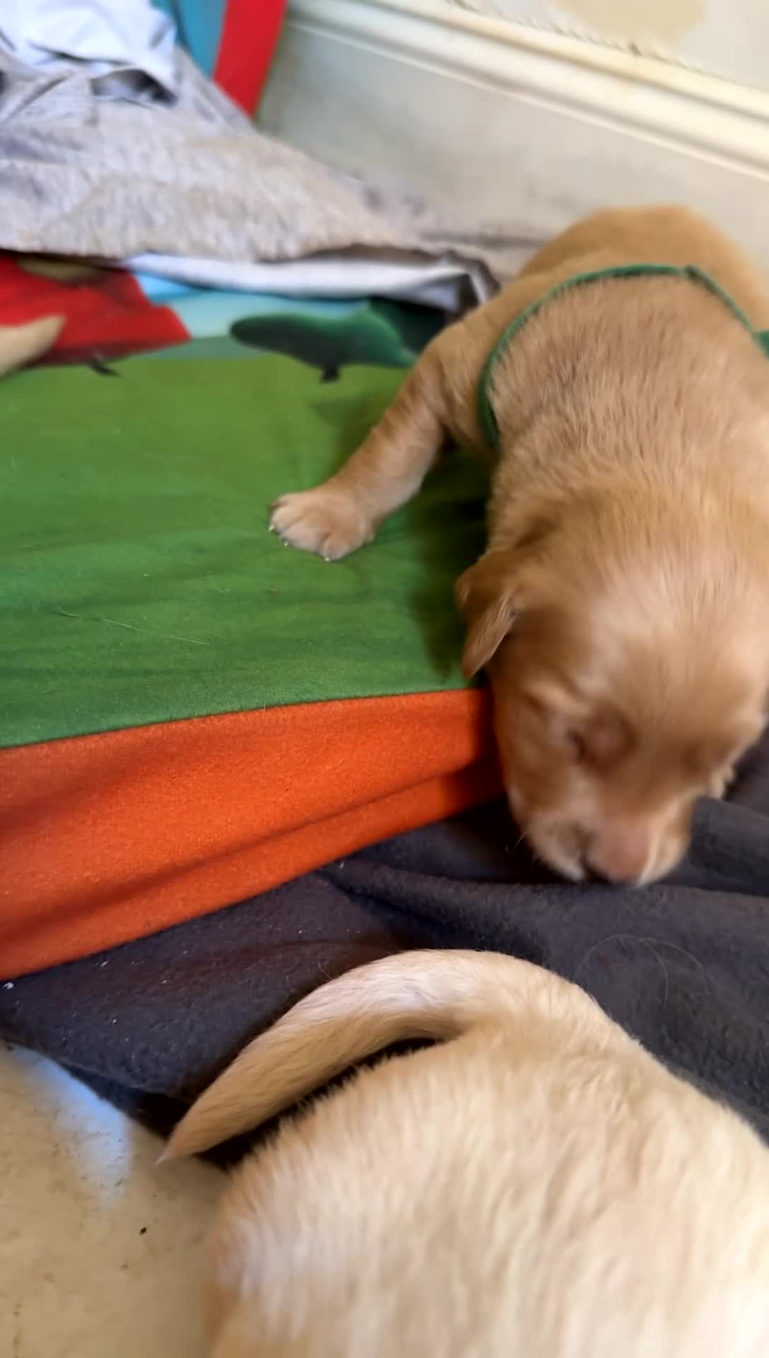 Goldendoodle dogs for sale: Shadow  - Video 1