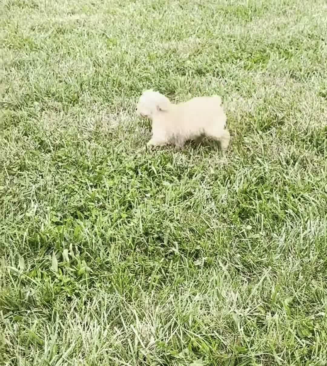 Mini Goldendoodle dogs for sale: Apricot - Video 1