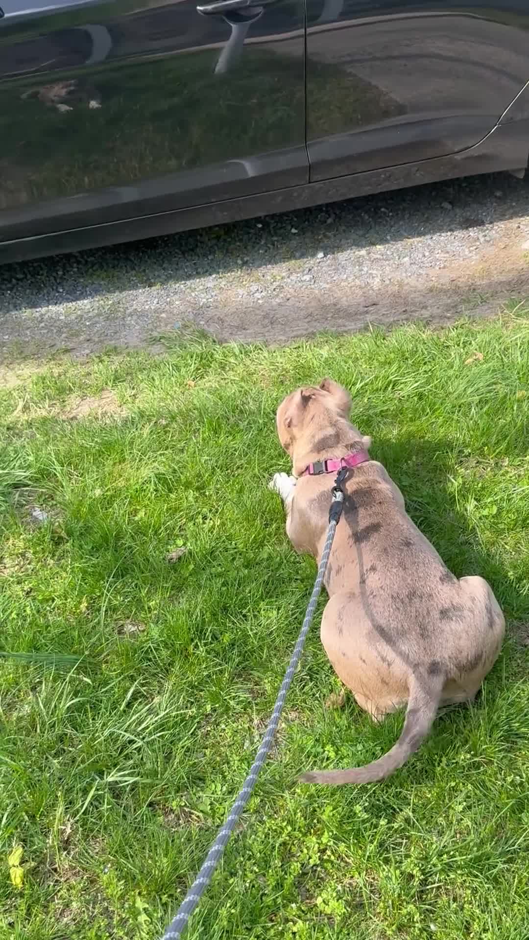 American Bully dogs for sale: American Bully Puppy 1 - Video 1