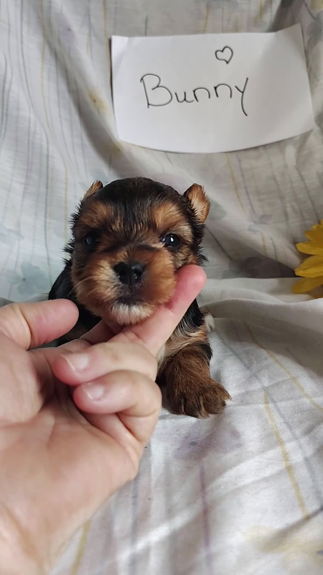 Yorkshire Terrier dogs for sale: Benson - Video 4