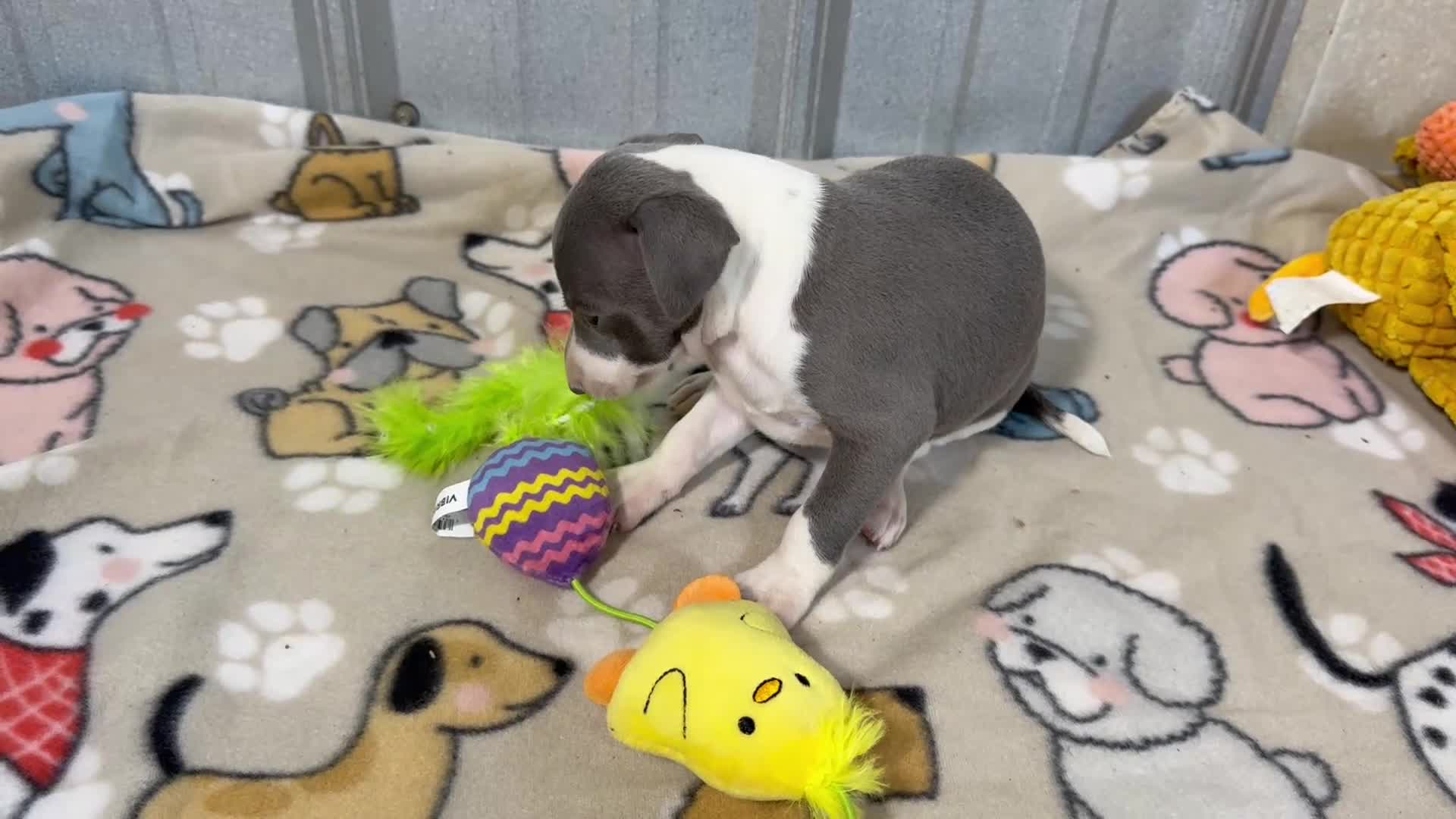 Italian Greyhound dogs for sale: Chase AKC - Video 1