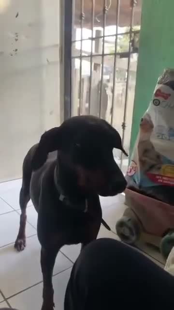 Doberman Pinscher dogs for sale: Doberman Pinscher 1 - Video 1
