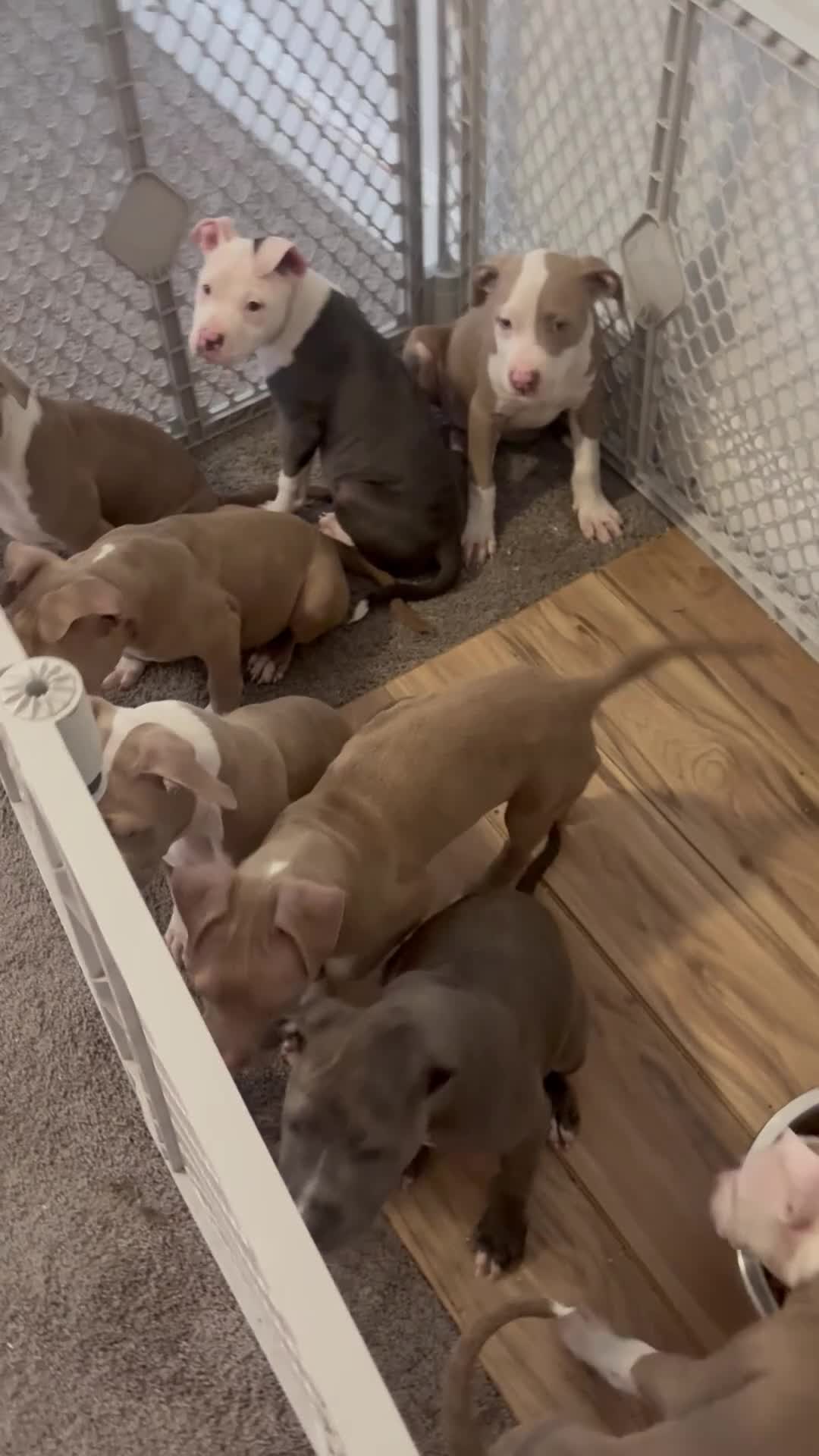 American Bully dogs for sale: American Bully Puppy 1 - Video 1