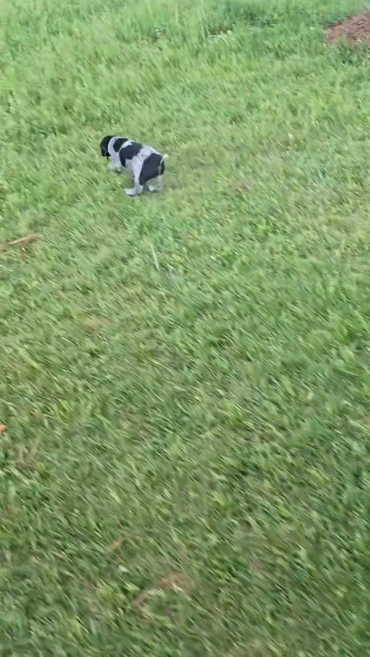 German Shorthaired Pointer dogs for sale: Huck Finn  - Video 1