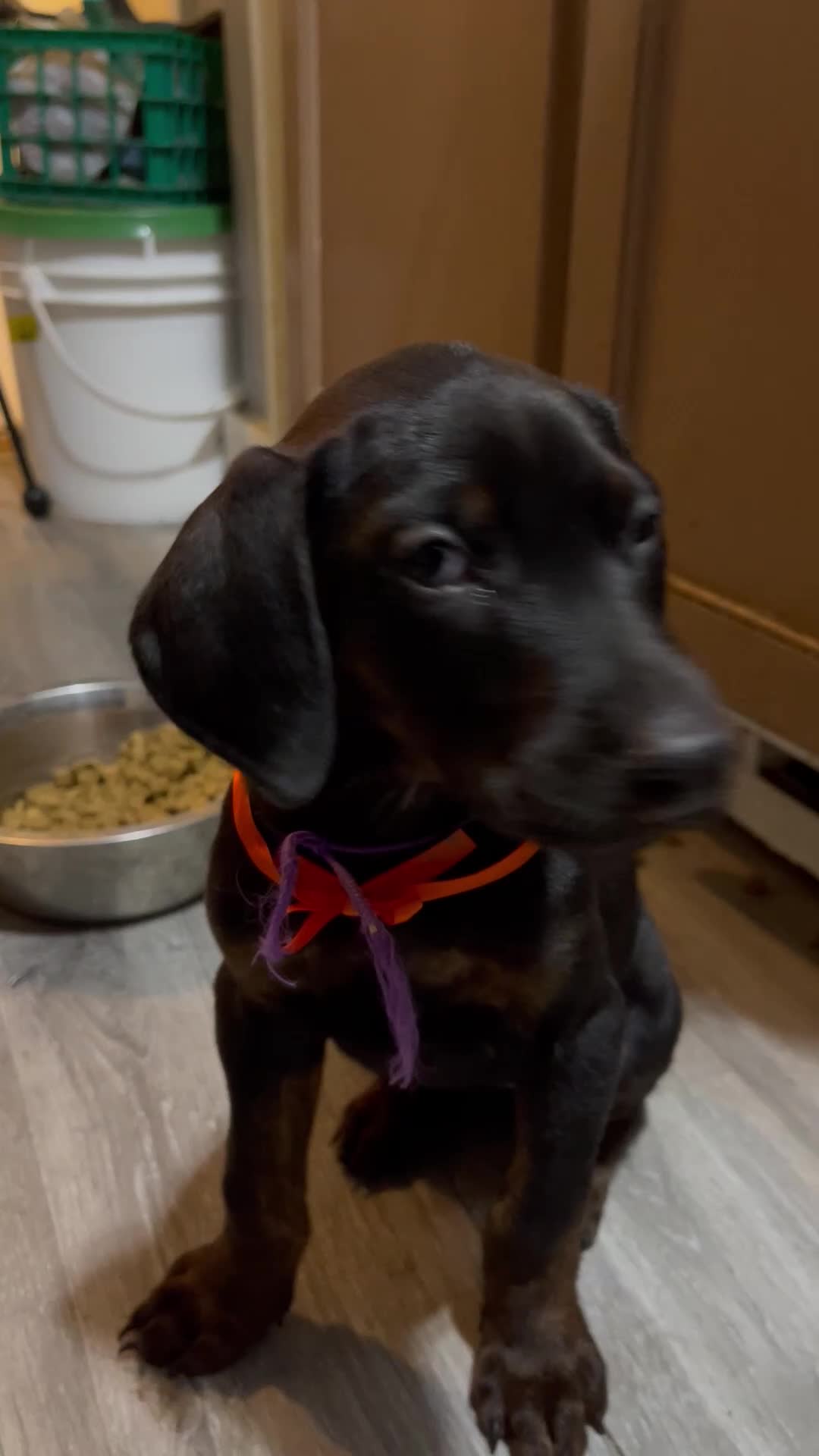 Doberman Pinscher dogs for sale: Doberman Pinscher Puppy 6 - Video 1