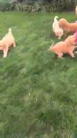 Goldendoodle dogs for sale: Amy - Video 1