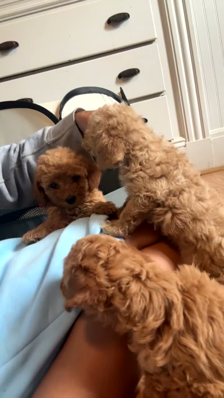 Mini Goldendoodle dogs for sale: Toy poodle  - Video 2