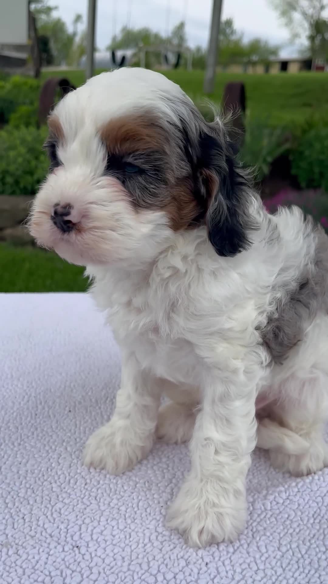 Cavapoo dogs for sale: Joey - Video 1